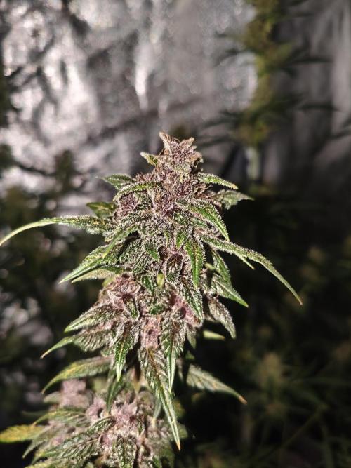 GMO, Red Cookies & Gorilla Z | Auto mix. Week 10 - Cover #2