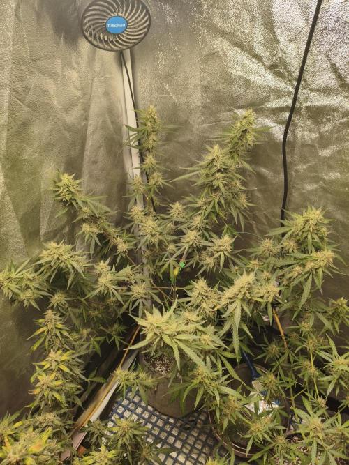 GMO, Red Cookies & Gorilla Z | Auto mix. Week 11 - GMO