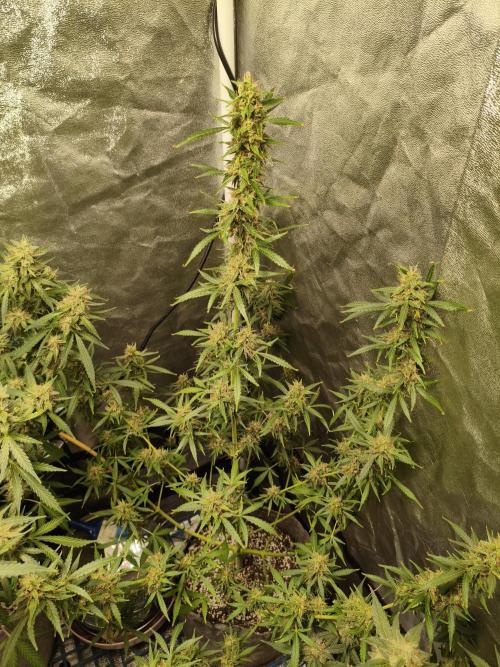GMO, Red Cookies & Gorilla Z | Auto mix. Week 11 - Gorilla Z