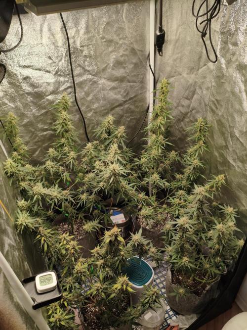 GMO, Red Cookies & Gorilla Z | Auto mix. Week 11 - Overall