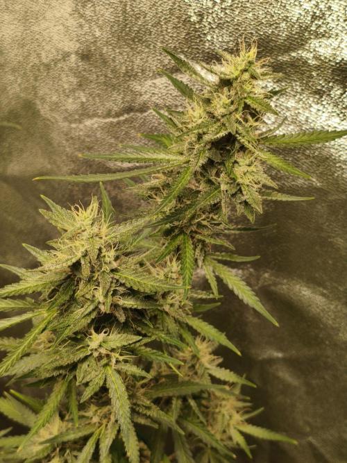 GMO, Red Cookies & Gorilla Z | Auto mix. Week 11 - Close-up GMO