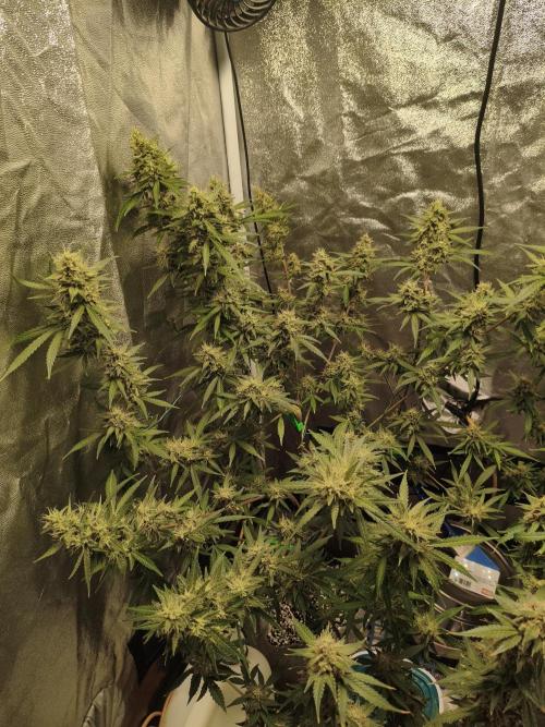 GMO, Red Cookies & Gorilla Z | Auto mix. Week 12 - GMO