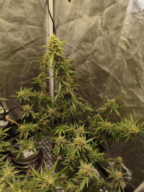 GMO, Red Cookies & Gorilla Z | Auto mix. Week 12 - Gorilla Z 