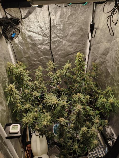 GMO, Red Cookies & Gorilla Z | Auto mix. Week 12 - Overall