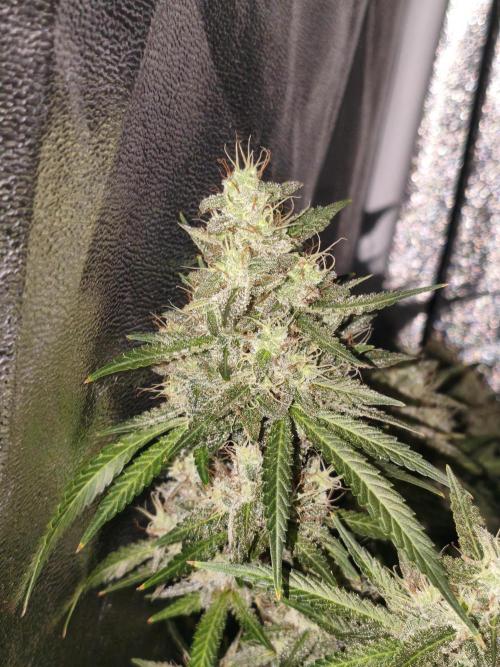 GMO, Red Cookies & Gorilla Z | Auto mix. Week 12 - Cover 