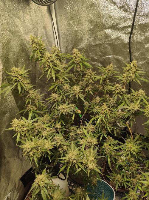 GMO, Red Cookies & Gorilla Z | Auto mix. Week 13 - GMO
