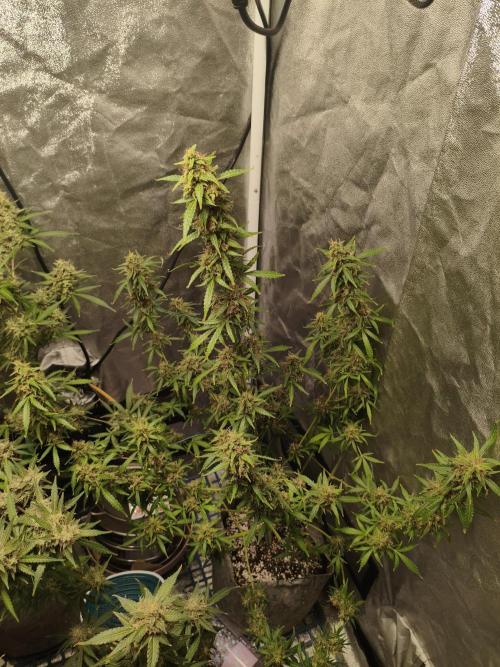 GMO, Red Cookies & Gorilla Z | Auto mix. Week 13 - Gorilla Z 