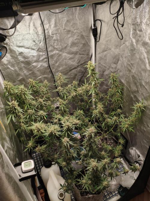 GMO, Red Cookies & Gorilla Z | Auto mix. Week 13 - Overall