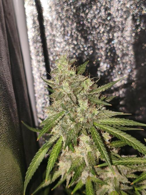 GMO, Red Cookies & Gorilla Z | Auto mix. Week 13 - Cover