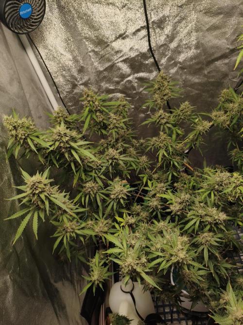 GMO, Red Cookies & Gorilla Z | Auto mix. Week 14 - GMO