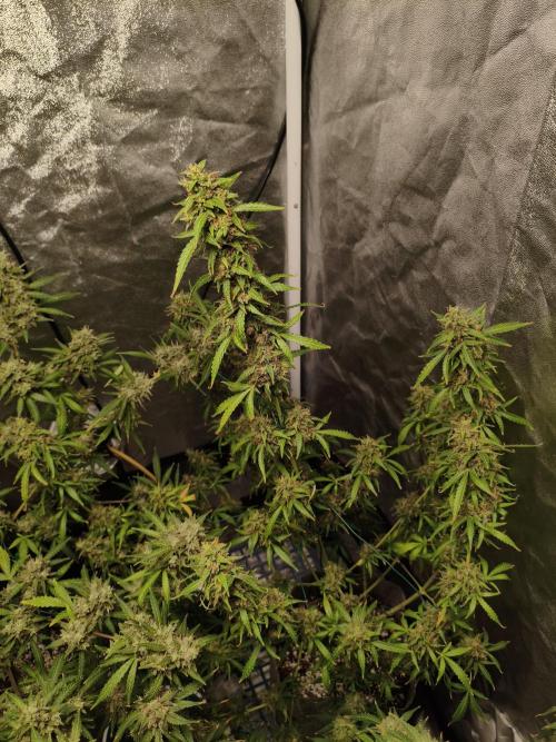 GMO, Red Cookies & Gorilla Z | Auto mix. Week 14 - Gorilla Z 