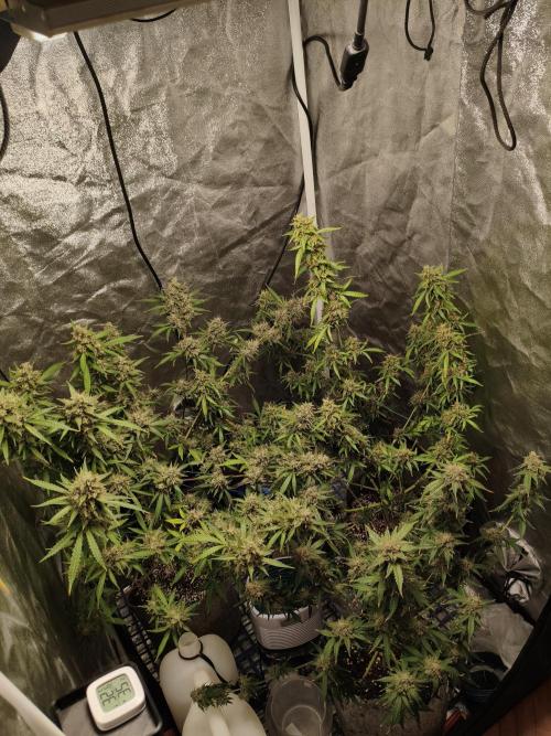 GMO, Red Cookies & Gorilla Z | Auto mix. Week 14 - Overall 