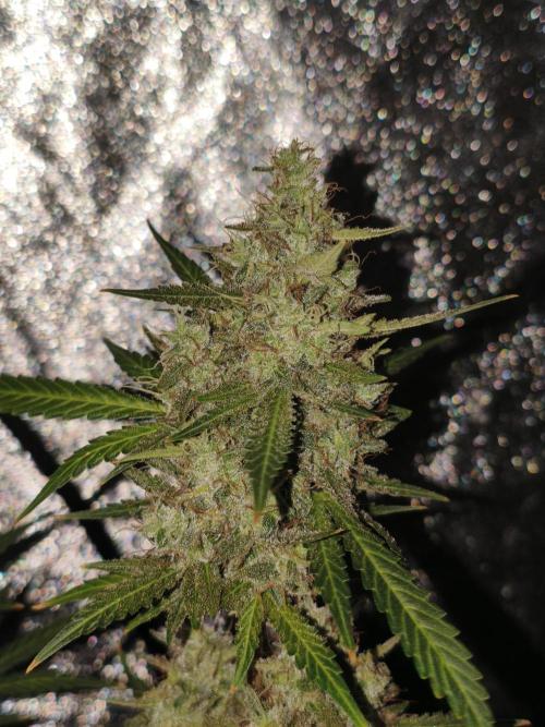 GMO, Red Cookies & Gorilla Z | Auto mix. Week 14 - Cover