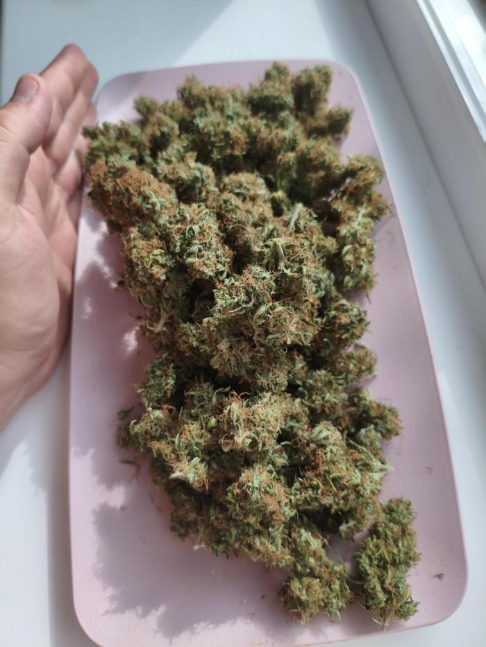 GMO, Red Cookies & Gorilla Z | Auto mix. Week 15