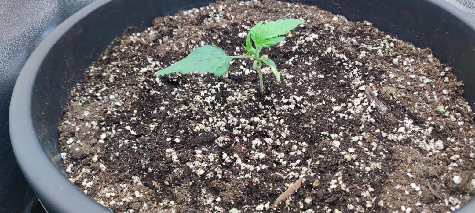 00S - Auto Bubble gum xxl. Week 2 - Cca day 14