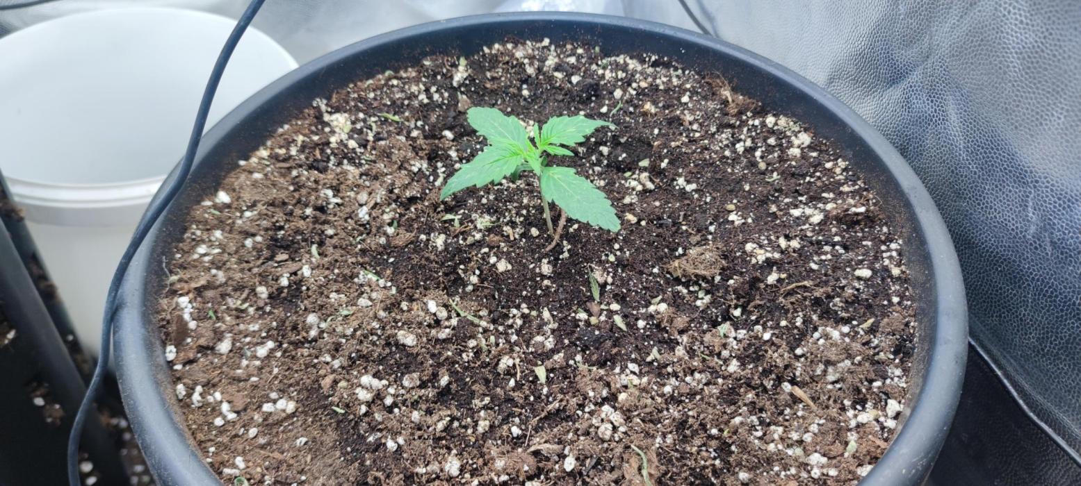 Seedsman - Sour Diesel Auto. Week 1