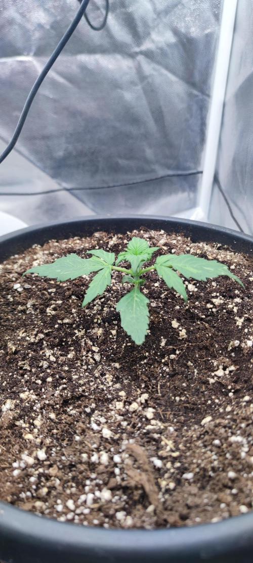 Seedsman - Sour Diesel Auto. Week 2