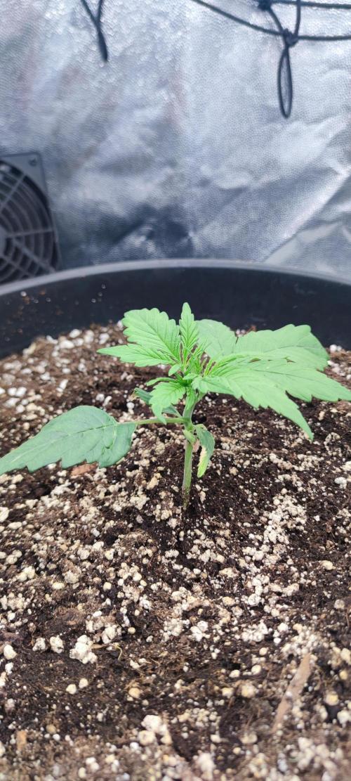 00S - Auto Bubble gum xxl. Week 3