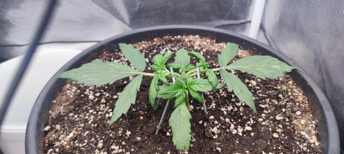 Seedsman - Sour Diesel Auto. Week 3