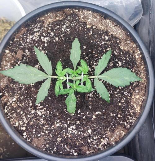 Seedsman - Sour Diesel Auto. Week 3