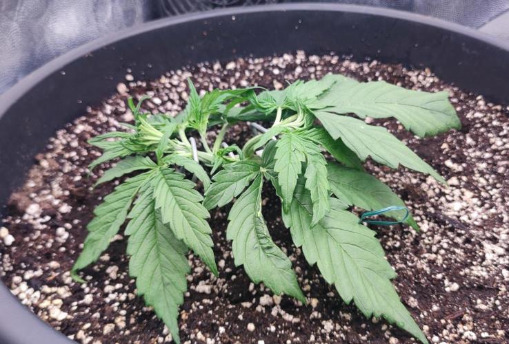 00S - Auto Bubble gum xxl. Week 3