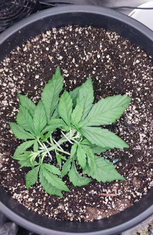 00S - Auto Bubble gum xxl. Week 3