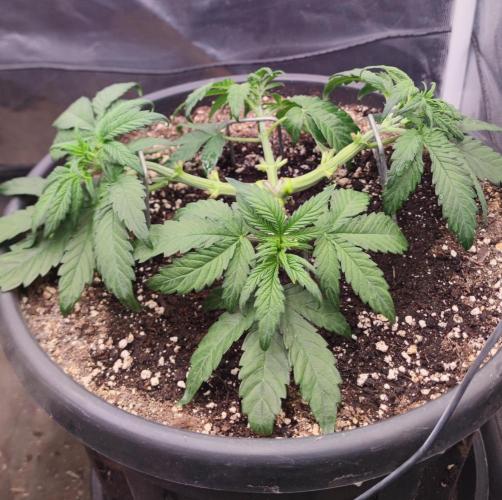 Seedsman - Sour Diesel Auto. Week 4