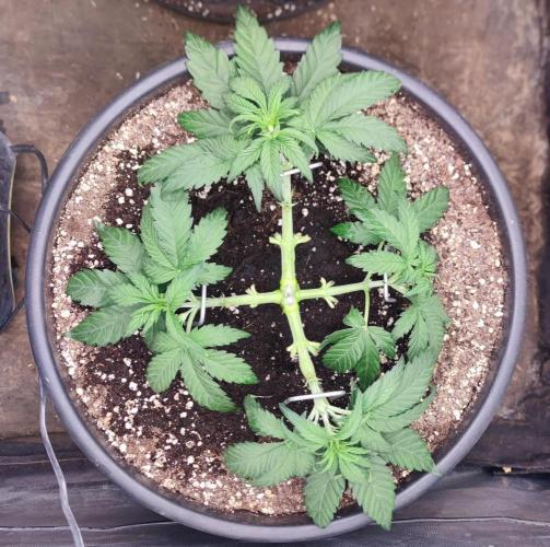 Seedsman - Sour Diesel Auto. Week 4