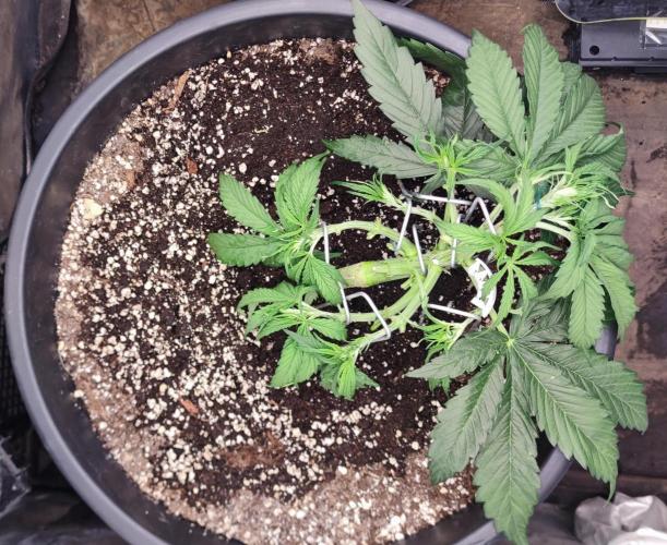 00S - Auto Bubble gum xxl. Week 4