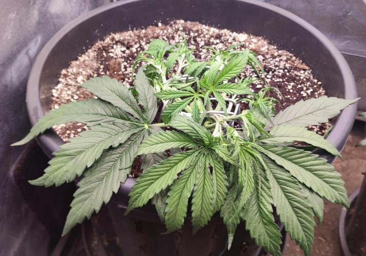 00S - Auto Bubble gum xxl. Week 4