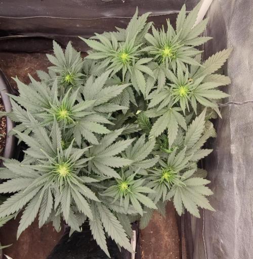 Seedsman - Sour Diesel Auto. Week 6