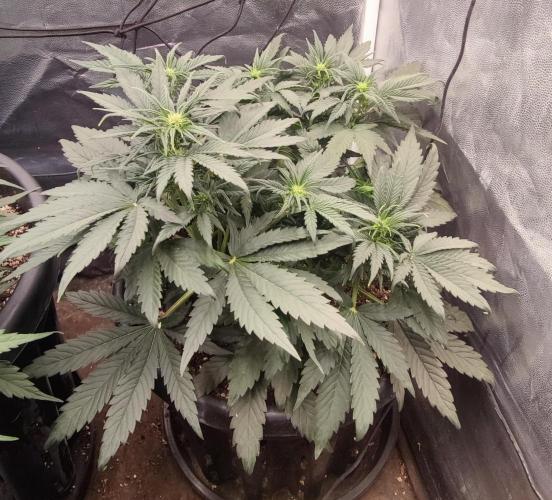 Seedsman - Sour Diesel Auto. Week 6