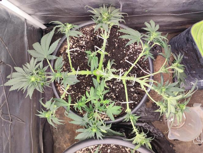 Seedsman - Sour Diesel Auto. Week 6