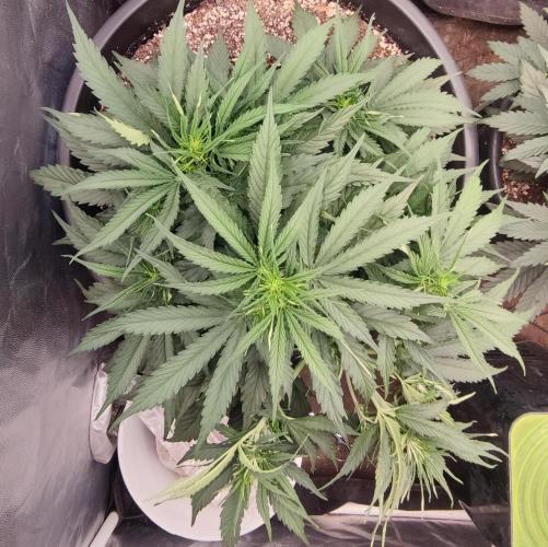 00S - Auto Bubble gum xxl. Week 6