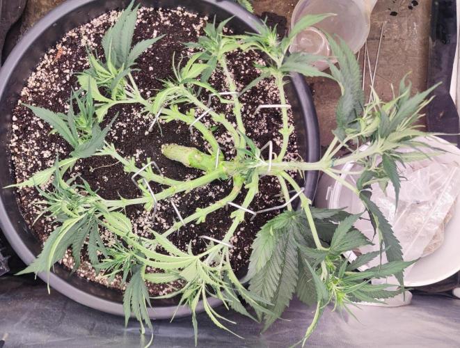 00S - Auto Bubble gum xxl. Week 6