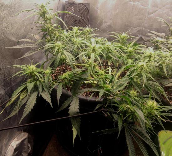 00S - Auto Bubble gum xxl. Week 7