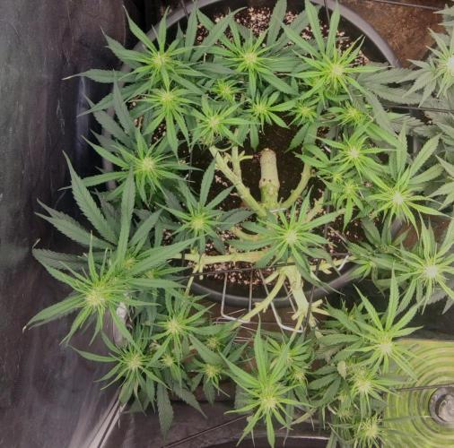 00S - Auto Bubble gum xxl. Week 7
