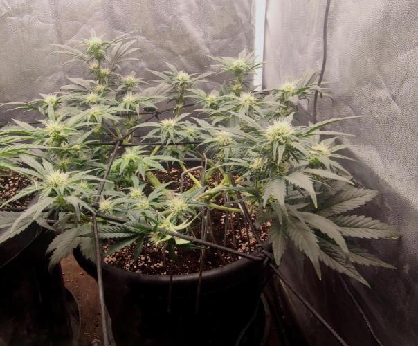 Seedsman - Sour Diesel Auto. Week 7