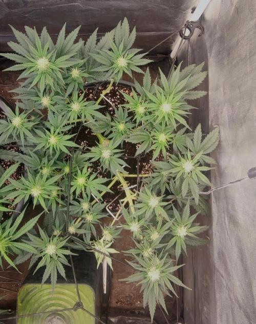 Seedsman - Sour Diesel Auto. Week 7