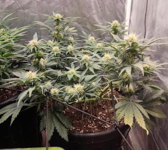 Seedsman - Sour Diesel Auto. Week 8