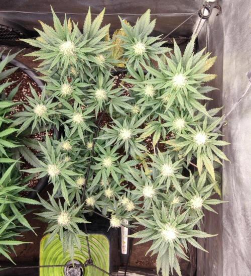 Seedsman - Sour Diesel Auto. Week 8