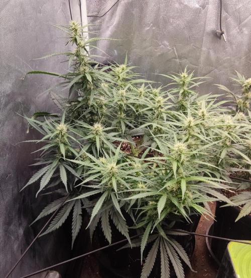 00S - Auto Bubble gum xxl. Week 8