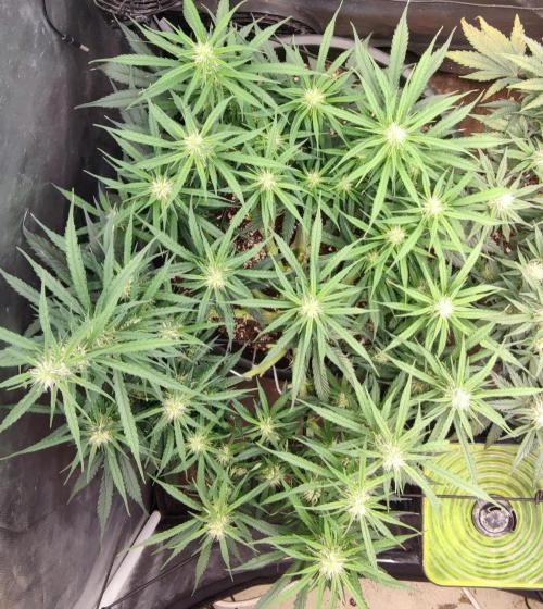00S - Auto Bubble gum xxl. Week 8