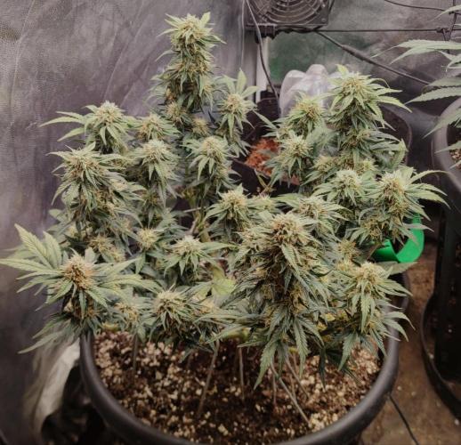 Seedsman - Sour Diesel Auto. Week 9
