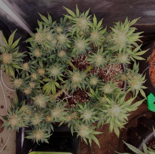 Seedsman - Sour Diesel Auto. Week 9