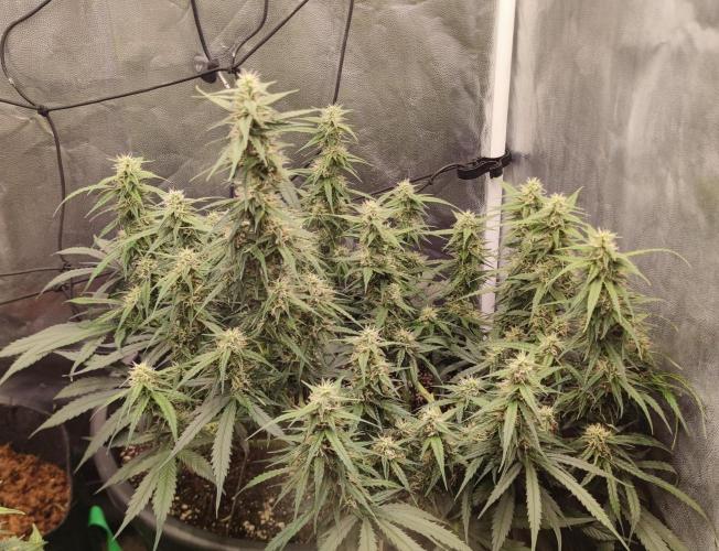 00S - Auto Bubble gum xxl. Week 9