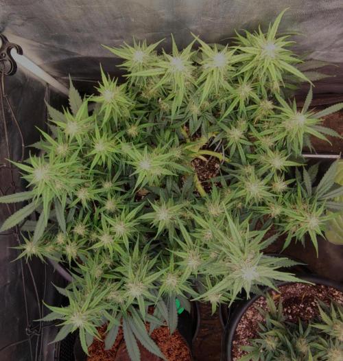 00S - Auto Bubble gum xxl. Week 9