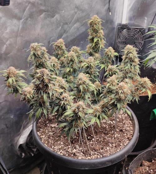Sour Diesel Auto . Week 10