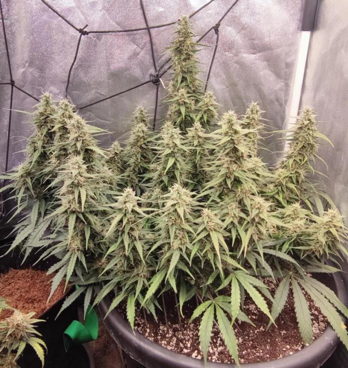00S - Auto Bubble gum xxl. Week 10
