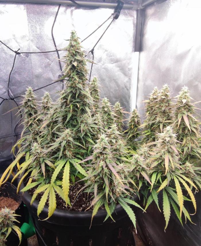 00S - Auto Bubble gum xxl. Week 11